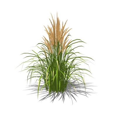  现代小麦su模型 