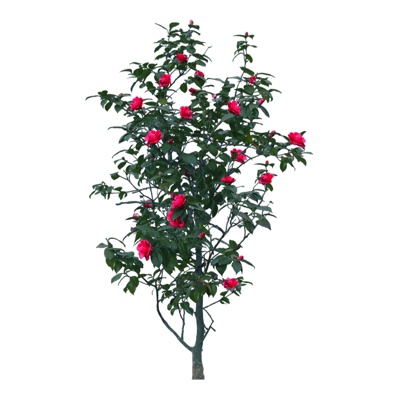  现代玫瑰花su模型 