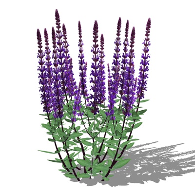  现代鼠尾草su模型 