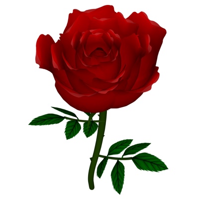  现代玫瑰花su模型 