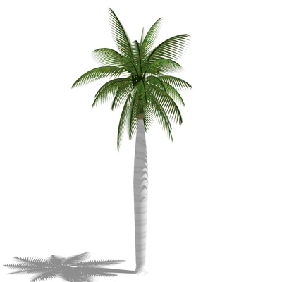  现代椰子树su模型 