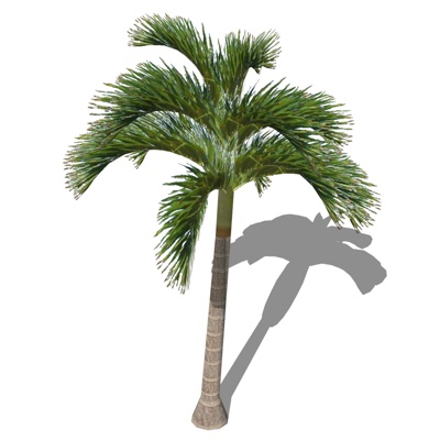  现代椰子树su模型 