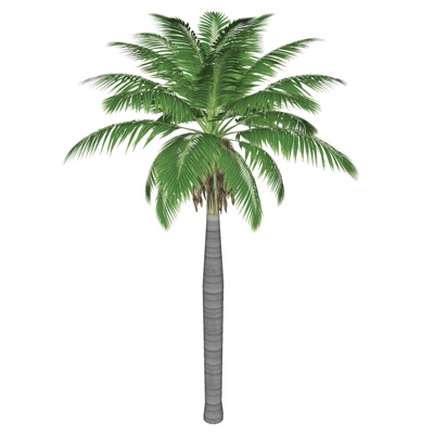  现代椰子树su模型 