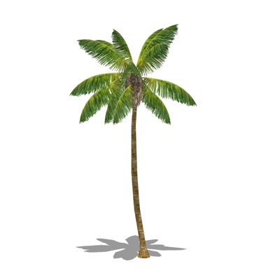  现代椰子树su模型 