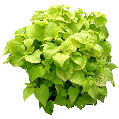  现代绿植花草su模型 