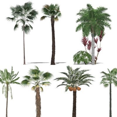  现代椰子树su模型 