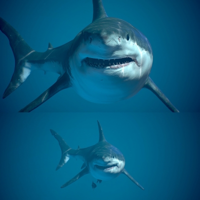 鲨鱼3d模型下载