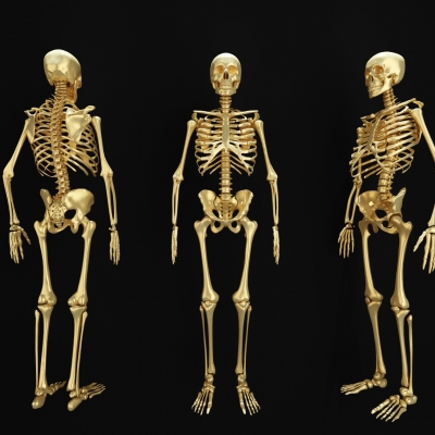 人体骨骼3d模型 3dmax模型免费下载 欧模网