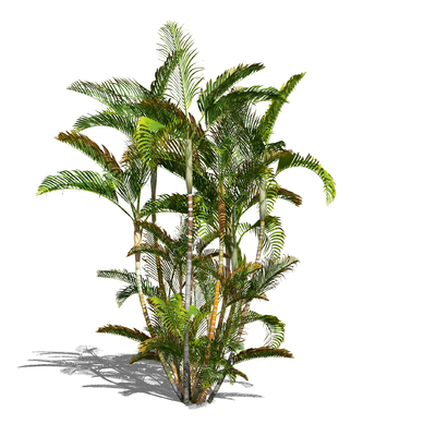  现代散尾葵绿植su模型 