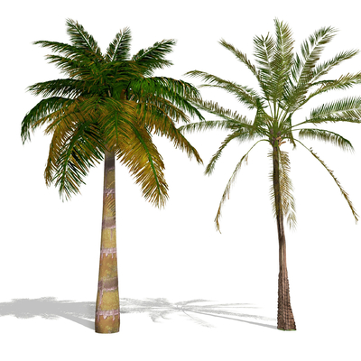  现代椰子树su模型 
