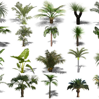  现代景观树木棕树su模型 