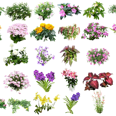  现代灌木地被植物2d组件su模型 