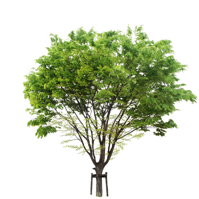  现代行道树景观树su模型 