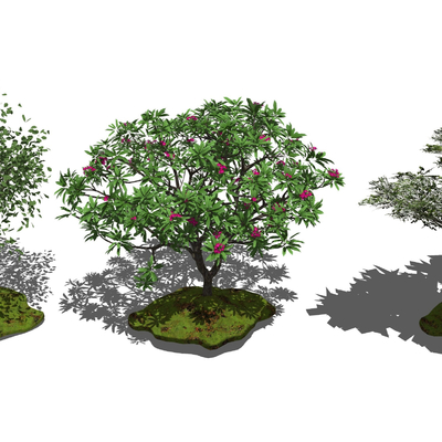  现代景观树鸡蛋花树su模型 