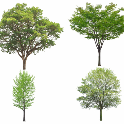 现代景观树su模型