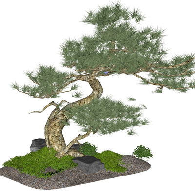  新中式罗汉松树su模型 