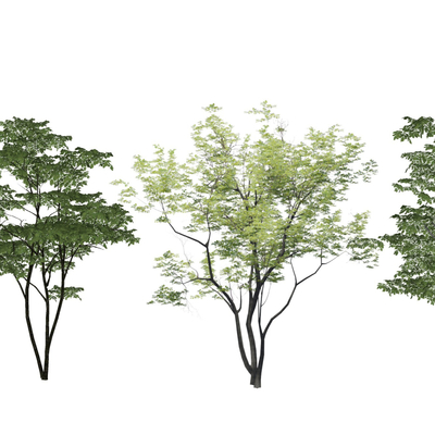 现代景观树su模型