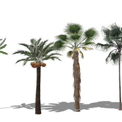  现代椰子树su模型 