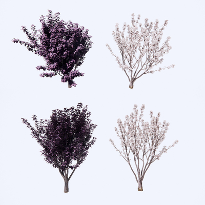  现代紫叶树桃树su模型 