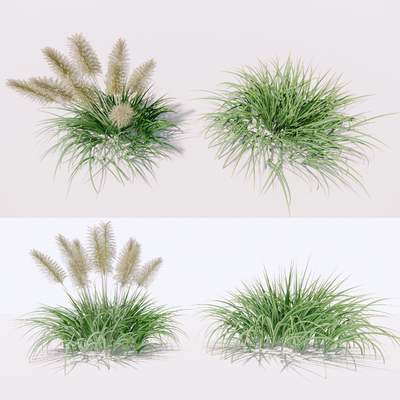  现代水生植物芦苇su模型 