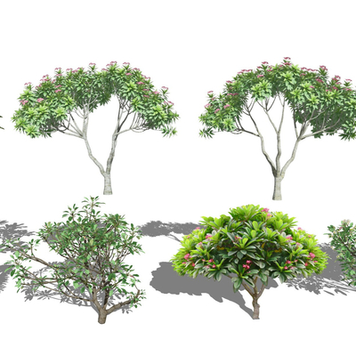  现代灌木景观树鸡蛋花su模型 