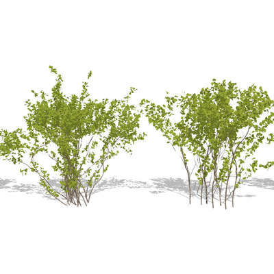 现代灌木绿篱植物su模型