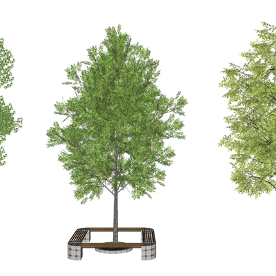  现代银杏香樟行道树su模型 