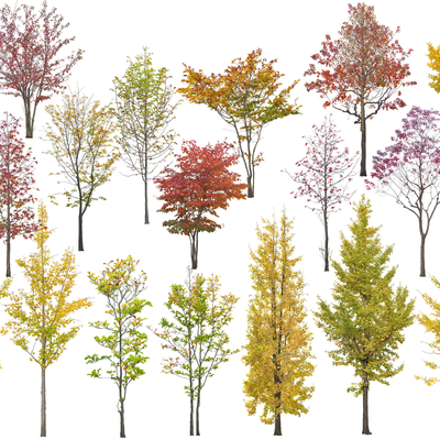  现代乔木景观树su模型 