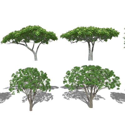 现代景观树su模型