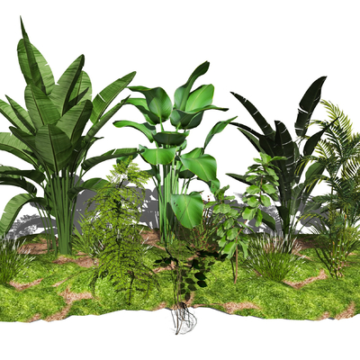  现代灌木植物su模型 