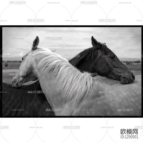 现代简约马匹摄影装饰画下载
