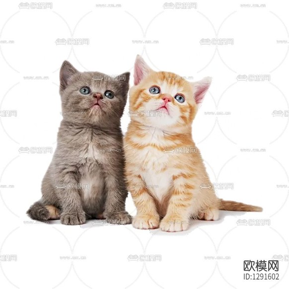 现代猫咪摆件下载