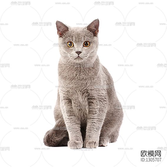 小猫摆件