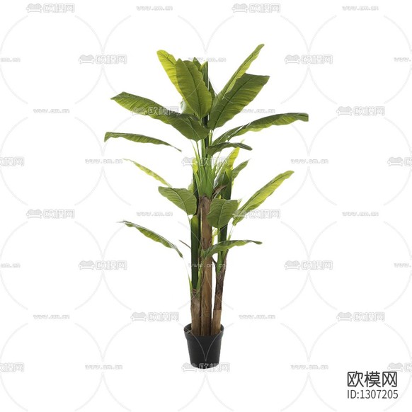 北欧简约芭蕉叶绿植盆栽下载