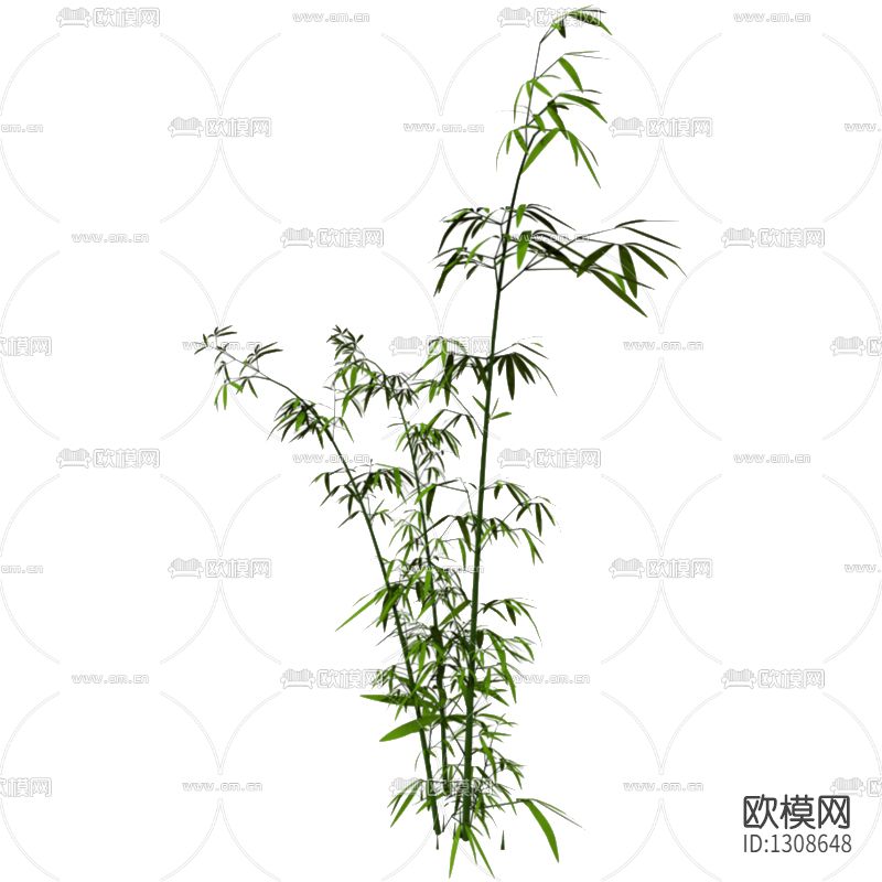 现代竹子绿植