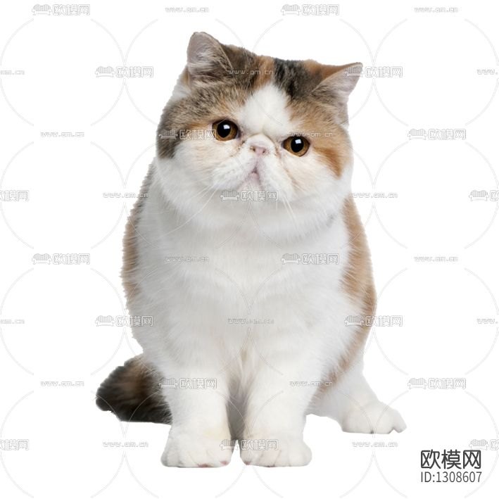 现代小猫摆件