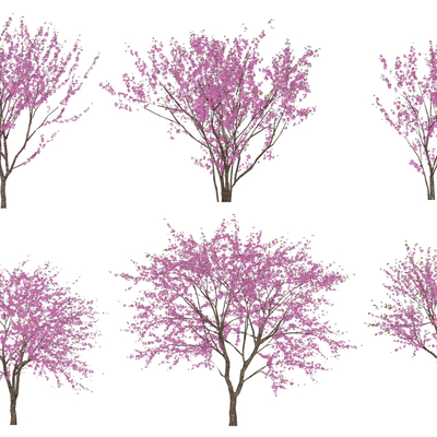  现代樱花树紫荆花树su模型 