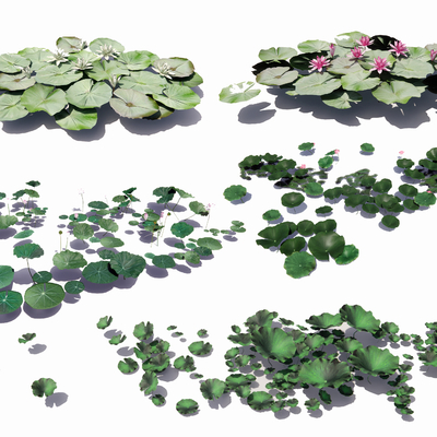  现代荷花白睡莲su模型 