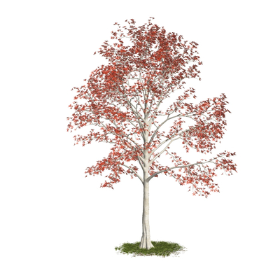  现代枫树su模型 