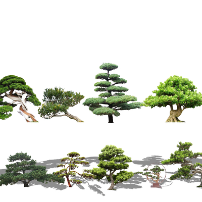  现代松树景观树su模型 