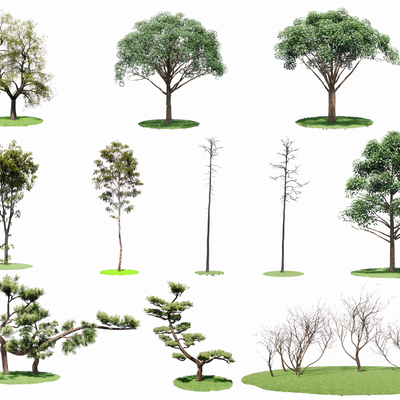  现代罗汉松景观树su模型 