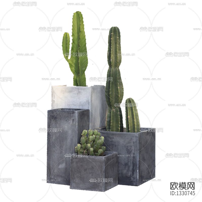 现代水泥花盆仙人掌