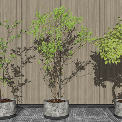 现代绿植盆栽su模型