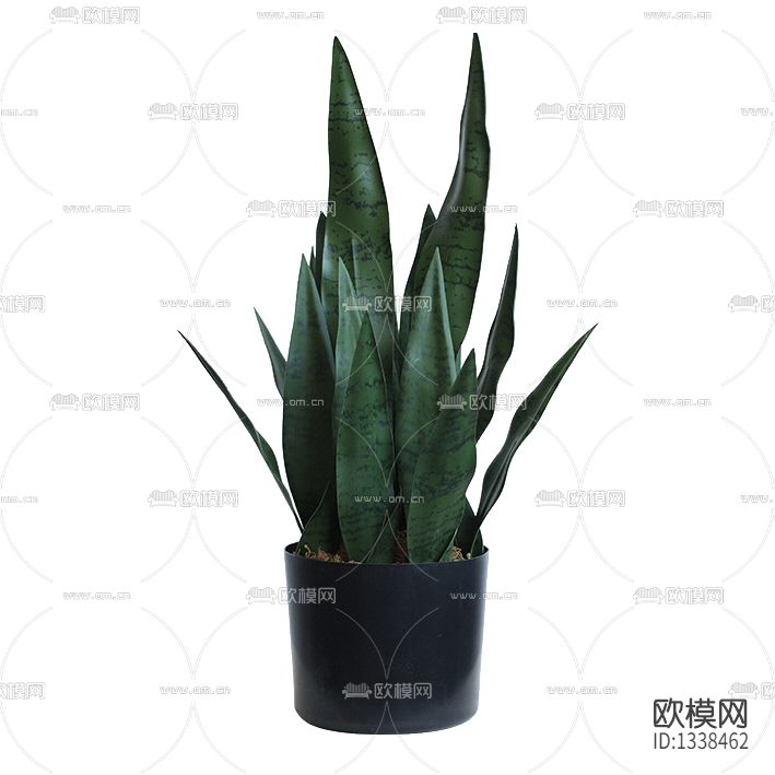 现代简约虎皮兰绿植