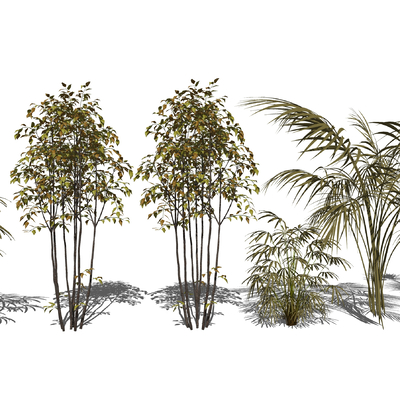  现代散尾葵铁树su模型 