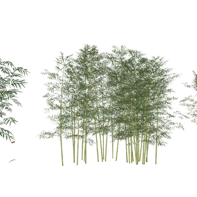  现代竹丛竹子su模型 