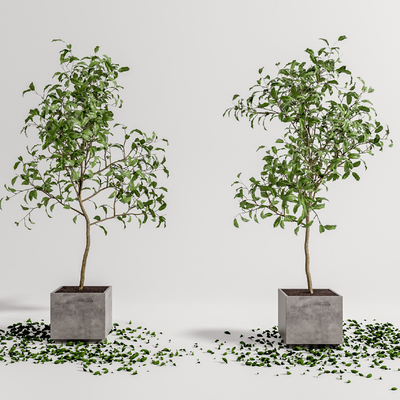  现代景观树su模型 