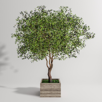  现代景观树su模型 