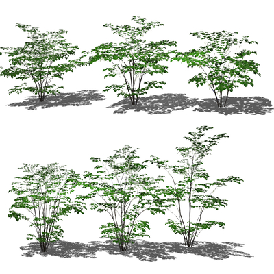  现代绿植灌木su模型 