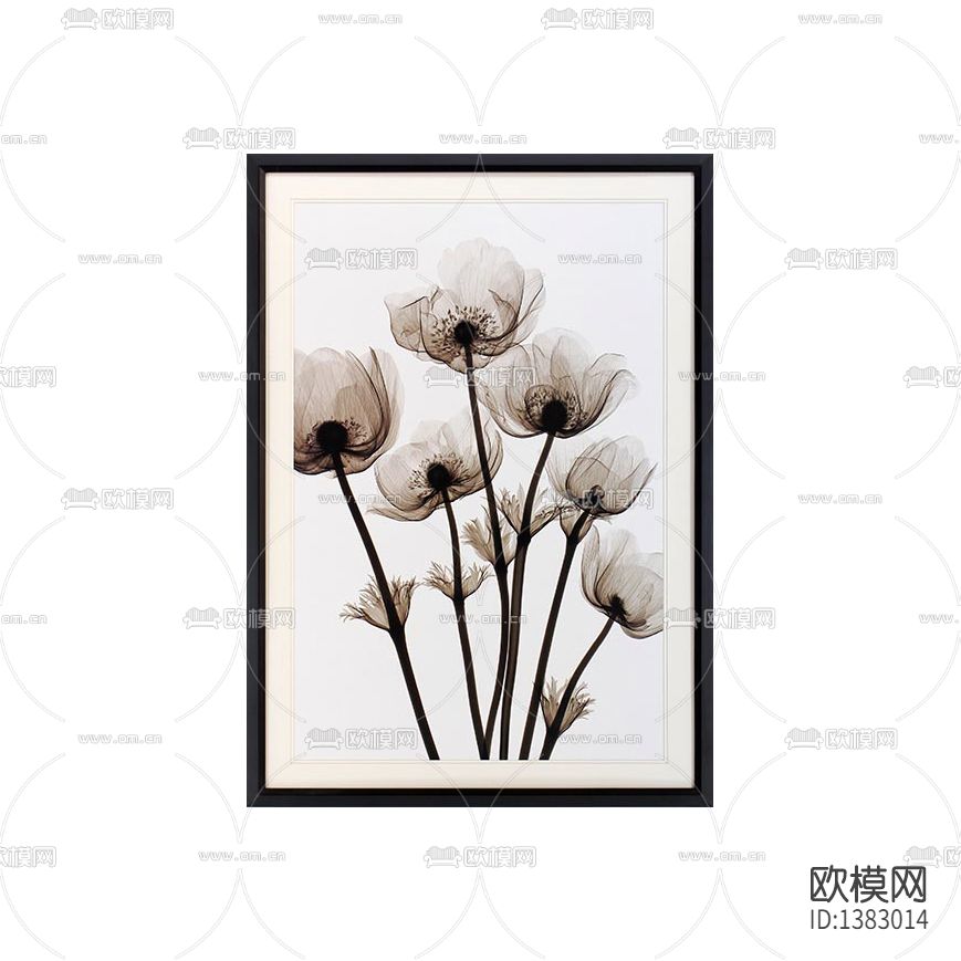 现代简约创意黑白花卉摄影下载